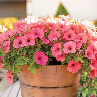 FotoFinish Salmon Petunia Thumbnail